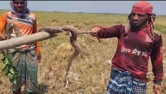 দেশের বিভিন্ন জেলায় বন্যা হয়েছে ও বেড়েছে বিষধর সাপ রাসেলস ভাইপার